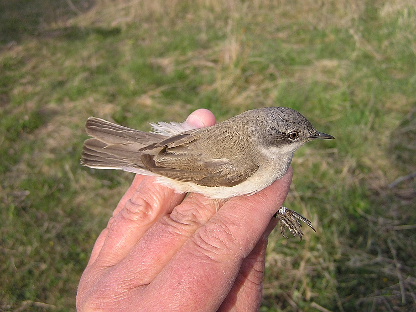 Lesser Whitethroat, Sundre 20050512